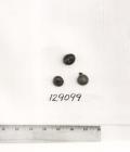 Click for 1 image(s) for this accession. FRUIT